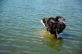 Two black swans preen their feathers on the shoal.