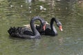 Two black swans with red beaks swim in a pond, the sun shines on the feathers Royalty Free Stock Photo