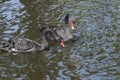 Two black swans with red beaks swim in a pond, the sun shines on the feathers Royalty Free Stock Photo