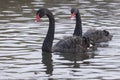 Two black swans on the River Itchen