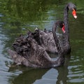 Two black swans on the surface of the lake close-up. Royalty Free Stock Photo