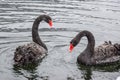 Two black swans. pair of black swans Royalty Free Stock Photo