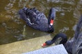 Two black swans swim in the lake. Photo close up. Beautiful wildlife concept Royalty Free Stock Photo