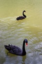 Two black swans swimming Royalty Free Stock Photo