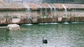 two black swans swimming in the lake Royalty Free Stock Photo