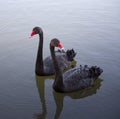 Two Black Swans Royalty Free Stock Photo