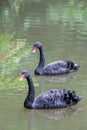 Two Black Swans Swimming on Lake in Park, Italy Royalty Free Stock Photo