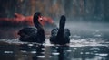 two black swans swimming in a lake in the rain with red umbrellas in the background Royalty Free Stock Photo