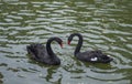 Two black swans swimming in a lake Royalty Free Stock Photo