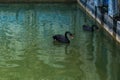 Two black swans swimming in pond green water with gracefulness. Royalty Free Stock Photo