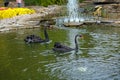 Two black swans are swimming in the pond. Royalty Free Stock Photo