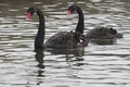 Two black swans on the River Itchen Royalty Free Stock Photo