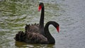 Two Black Swans Swimming Together and Feeding Royalty Free Stock Photo