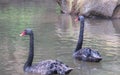 Two black swans swimming in the tourism park\'s pond. Royalty Free Stock Photo