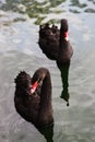 Two black swans Royalty Free Stock Photo