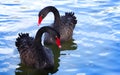 Two black swans. Royalty Free Stock Photo