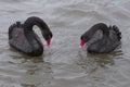 Two black swans Royalty Free Stock Photo