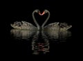 two black swans on the water Royalty Free Stock Photo