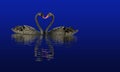 two black swans on the water Royalty Free Stock Photo