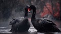two black swans in the water with a red beak in the rain Royalty Free Stock Photo