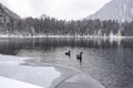 Two black swans on a winter lake. winter landscape. Royalty Free Stock Photo