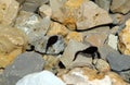 Two Black tadpoles in the pond with rocks in the mountains Royalty Free Stock Photo