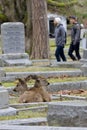 Two black-tailed deer fawns rest on a grave while two men walk past in the background