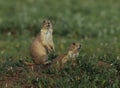 Two black-tailed prairie dogs (Cynomys ludovicianus) in Colorado Royalty Free Stock Photo