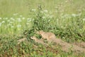 black-tailed prairie dogs (Cynomys ludovicianus) Royalty Free Stock Photo