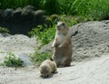 Black Tailed Prairie Dogs, at trhe zoo. Royalty Free Stock Photo