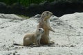 Black Tailed Prairie Dogs, at trhe zoo. Royalty Free Stock Photo