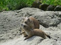 Black Tailed Prairie Dogs, at trhe zoo. Royalty Free Stock Photo