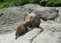 Black Tailed Prairie Dogs, at trhe zoo. Royalty Free Stock Photo