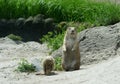 Black Tailed Prairie Dogs, at trhe zoo. Royalty Free Stock Photo