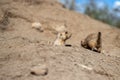 Two black-tailed prairie dogs, one poking its head out of a hole while the other explores Royalty Free Stock Photo