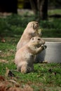 Two of Black-tailed prairie dogs stands on back legs and holds a piece of fruit in its tapes and eats its snack to gain energy for Royalty Free Stock Photo