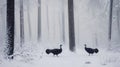 Two Black Turkeys in a Snowy Forest Royalty Free Stock Photo