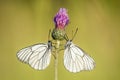 Two black-veined White (Aporia crataegi) face to face in a meadow Royalty Free Stock Photo