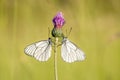 Two black-veined White (Aporia crataegi) face to face in a meadow Royalty Free Stock Photo