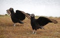 Two Black Vultures Royalty Free Stock Photo