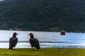 Two black vultures and a boat