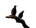 Two black vultures on a branch isolated against white