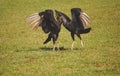Two black vultures - Coragyps atratus mating dance Royalty Free Stock Photo