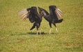 Two black vultures - Coragyps atratus mating dance