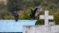 Two black vultures with red heads sit on a blue roof in the cemetery of Nercon on Chiloe.