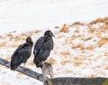 Two black vultures sitting on a fence