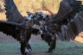 Two Black Vultures in a territorial battle, facing each other with wings spread wide Royalty Free Stock Photo
