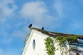 Two black vultures on top of the roof of an old church. Abandoned place Royalty Free Stock Photo