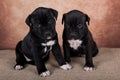 Two Black and white American Staffordshire Terrier dogs or AmStaff puppies on brown background Royalty Free Stock Photo