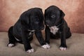 Two Black and white American Staffordshire Terrier dogs or AmStaff puppies on brown background Royalty Free Stock Photo